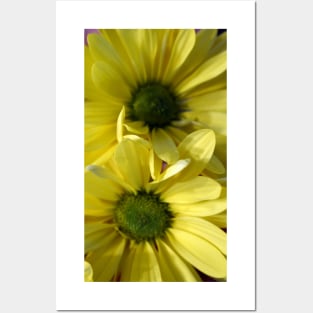 Yellow Daisy Posters and Art